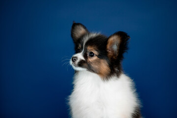 Small puppy of breed Papillon with blue background