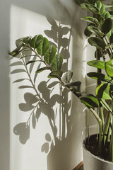 Boho or scandinavian style modern home interior decor. Home plant in flowerpot against white wall