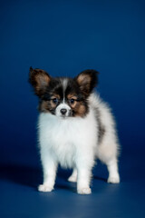 Small puppy of breed Papillon with blue background