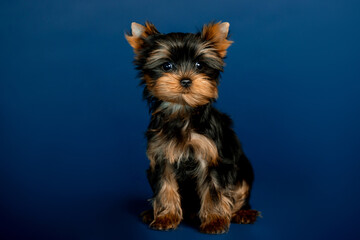Little beautiful puppies of toy terrier in the studio