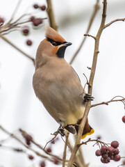 Bohemian waxwing feeding on red berries in tree