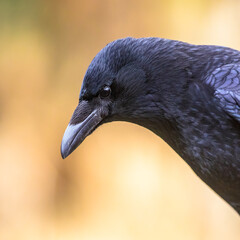 Carrion crow portrait of head