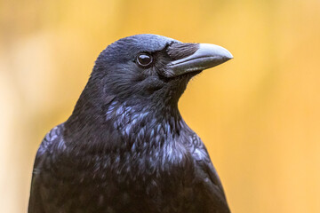 Carrion crow portrait of head