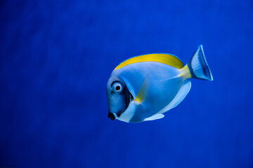 Fototapeta na wymiar Emperor angel fish in blue water background sea coral reef aquarium nature 