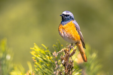 Common redstart perched on branch of tree