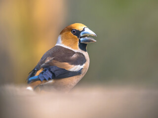 Hawfinch male bird foraging on blurred background