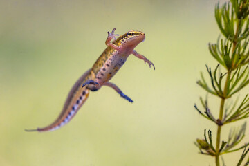 Male Palmate newt swimming in natural aquatic habitat