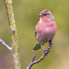 Male common chaffinch bird portrait