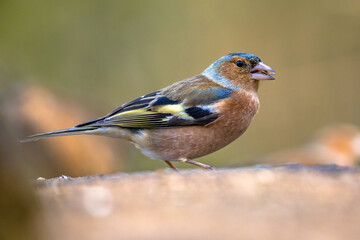 Male common chaffinch bird portrait