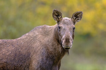 Moose female portrait with tranquil background