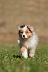 Dog, puppy 8 weeks old runs , jumps over a green meadow - 417795393