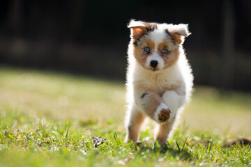 Dog, puppy 8 weeks old runs , jumps over a green meadow - 417795555