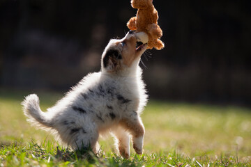 Dog puppy playing with a teddy bear on a green meadow - 417795707