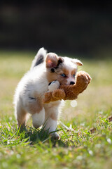 Dog puppy playing with a teddy bear on a green meadow - 417795776