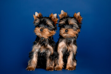 Little beautiful puppies of toy terrier in the studio