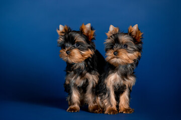 Fototapeta na wymiar Little beautiful puppies of toy terrier in the studio