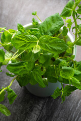 Planting greens in a pot from the store in the pot. Melissa officinalis. Useful and tasty mint plants