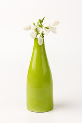 Snowdrop in a vase, on white background. White springs flower in close-up with copy space.