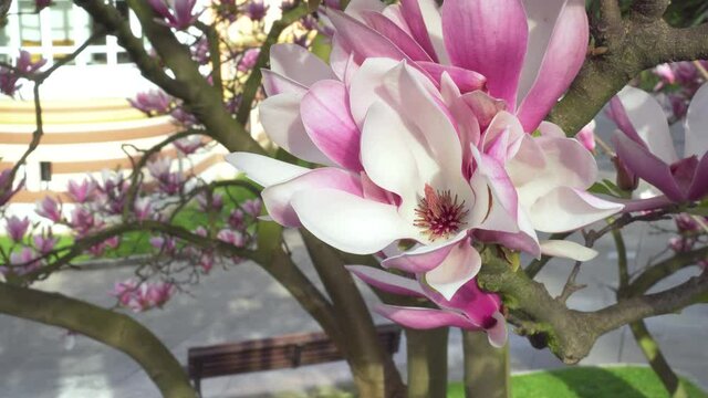 Beautiful magnolia flower on a tree branch in a park on a city street. Natural spring urban landscape