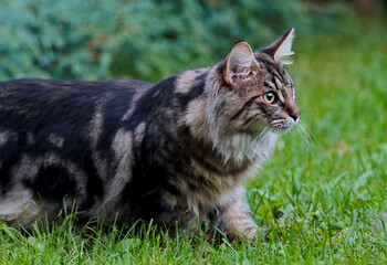 Naklejka na ściany i meble Norwegian forest cat in green grass