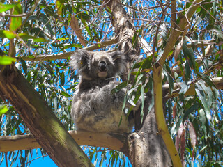koala on eucalyptus tree in Australia