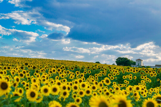 Nature scene of sunflower field with clouds Sunflowers Sunflower field landscape. Sunflower field view