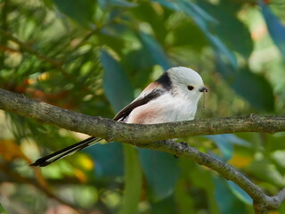 long tailed tit in natural habitat (aegithalos caudatus)