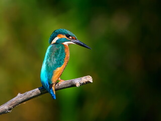 The common kingfisher (Alcedo atthis) also known as the Eurasian kingfisher in natural habitat