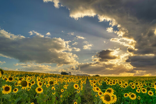 Nature scene of sunflower field with clouds Sunflowers Sunflower field landscape. Sunflower field view