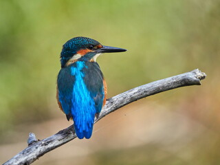 The common kingfisher (Alcedo atthis) also known as the Eurasian kingfisher in natural habitat