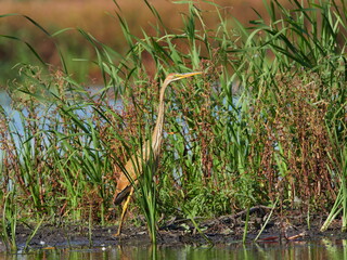 purple heron (Ardea purpurea) fishing in the lagoon overgrown with reeds and water lily