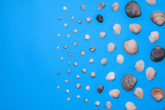 Summer photo with seashells on a blue background. Free space for your decoration. Flat lay. Top view. The concept of a summer vacation. copy space