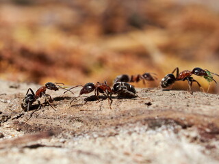 ants in natural habitat (Formica rufa)