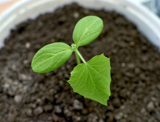 Small green cucumber leaves. Growing cucumbers in the house on the windowsill.