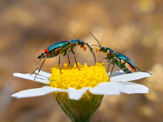 Two-spotted spider-beetle (Malachius bipustulatus) sitting on flower