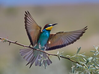 european bee-eaters (Merops Apiaster) in natural habitat
