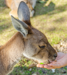 Portrait of kangaroo eating from a hand. Feeding Australian animals in nature.