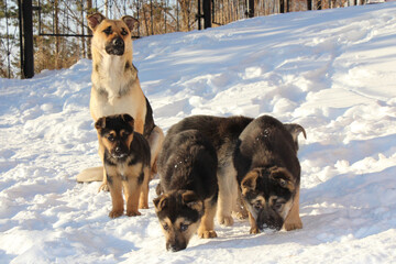 Naklejka premium Dogs at an animal shelter. Winter season