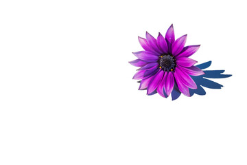Violet flower on white background
