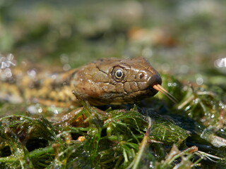 dice snake in the water (Natrix tessellata)