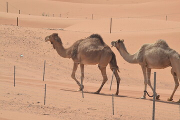 camels in desert