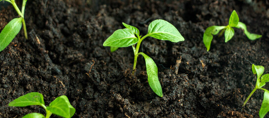 seedlings of cultivated plants, young shoots with green leaves, grow on wet earthy soil.  concept of growth, development, spring, vegetarianism and ecology.