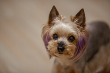 Small Yorkshire Terrier with a stylish haircut from groomers. The puppy has purple hair. Color dog. Animal grooming. Model haircut for a dog.