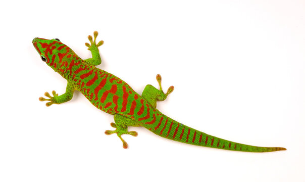 Großer Madagaskar-Taggecko // Madagascar giant day gecko (Phelsuma grandis)