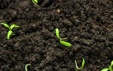 seedlings of cultivated plants, young shoots with green leaves, grow on wet earthy soil.  concept of growth, development, spring, vegetarianism and ecology.