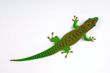 Madagascar giant day gecko // Großer Madagaskar-Taggecko (Phelsuma grandis)