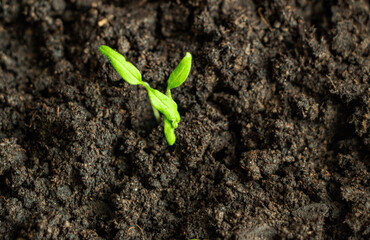seedlings of cultivated plants, young shoots with green leaves, grow on wet earthy soil.  concept of growth, development, spring, vegetarianism and ecology.