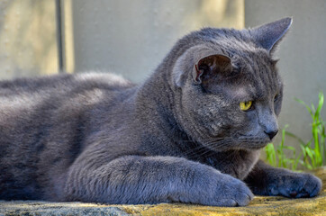 Beautiful Russian Blue Cat 