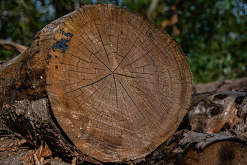 A felled tree with a view of the annual rings