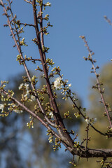 New born flowers in Springtime , Sprouting of White flowers 
